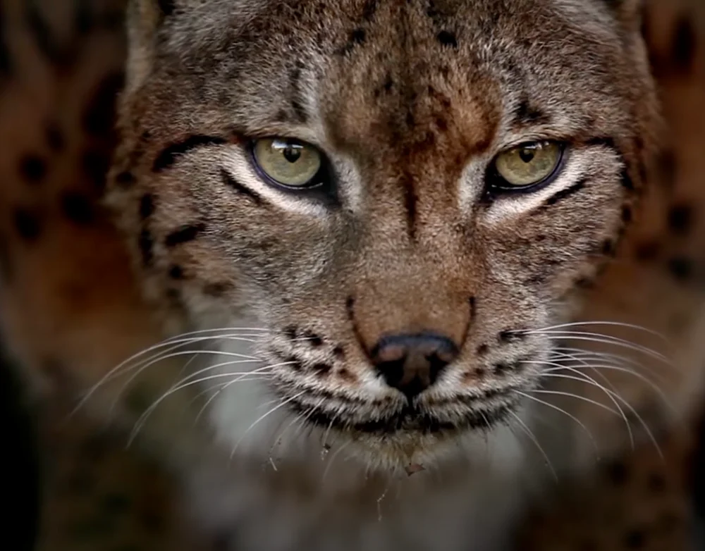 Nature documentaries (2014-2020)